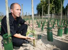 Winorośl w Narodowym Instytucie Badań Agronomicznych w ColmarBigger
