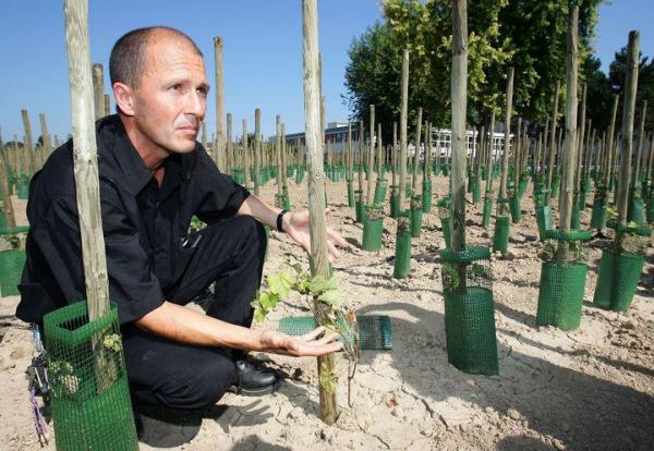 Winorośl w Narodowym Instytucie Badań Agronomicznych w Colmar