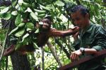 Dwuletni orangutan podchodzi do strażnika i doprasza się, by wziął go na ręce i przytulił. Potem zmienia się w aktora i robi różne pozy i miny 