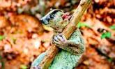 Piąty lemur