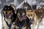 Psy Husky podczas wyścigu we Francji