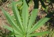 Spór o legalizację narkotyków