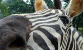 Bali Safari Park: obiad z lwami i głaskanie białych tygrysów
