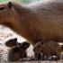 Małe kapibary z mamą w zoo w Schwerinie (Niemcy)