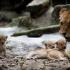 Lwiątka z mamą w zoo w Medellin (Kolumbia)