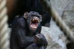 Szympans z warszawskiego zoo