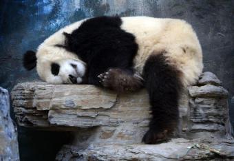 Śpiące pandy w pekińskim ZOO