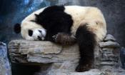 Śpiące pandy w pekińskim ZOO
