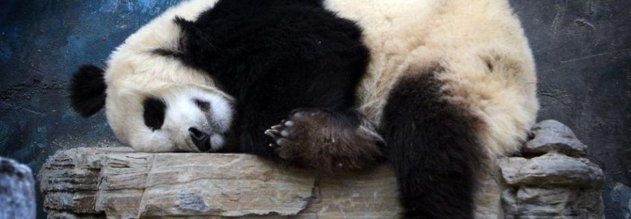 Śpiące pandy w pekińskim ZOO