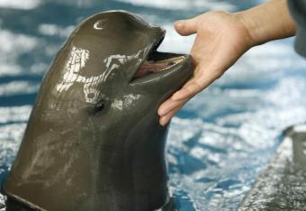 Delfiny masowo giną u wybrzeży Peru