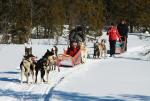 Zaprzęg prowadzą dwa najinteligentniejsze husky