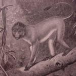Langur de Miller