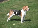 Beagle. Fot. Taz80