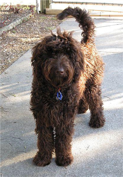 Labradoodle. Fot. Searchtempo