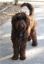 Labradoodle. Fot. Searchtempo