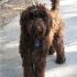Labradoodle. Fot. Searchtempo