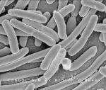 E.coli