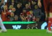 Kot na Anfield Road