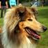 Collie (owczarek szkocki)