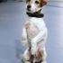 Jack Russel terier