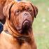 Dogue de Bordeaux