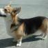 Pembroke Welsh Corgi