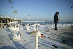 Łabędzie na sopockiej plaży