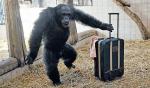 Małpy
z polskiego zoo
na zimę najchętniej
wyprowadziłyby się
do ciepłych krajów