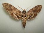Zawisak tytoniowy (Manduca sexta)