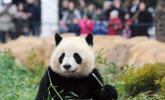 Pandy w ogrodzie zoologicznym w Saint-Aignan