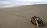 Peru: Setki martwych zwierząt na plaży