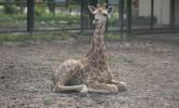 Po dewastacji ZOO padła druga żyrafa