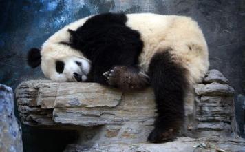 Śpiące pandy w pekińskim ZOO
