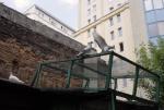 *Klimat dawnej Warszawy – prawdziwa oficyna, podwórkowa suszarnia i prasa nadająca się tylko do Muzeum Techniki. Czy ktoś widział drugie takie miejsce w śródmieściu?