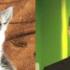 Po lewej lemur, po prawej Cleese.