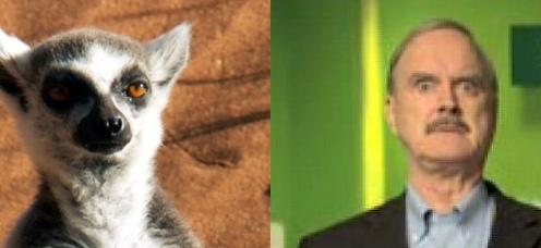 Po lewej lemur, po prawej Cleese.