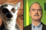 Po lewej lemur, po prawej Cleese.