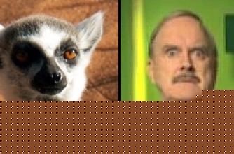 Po lewej lemur, po prawej Cleese.