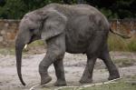 Ciekawe, czy słonie z warszawskiego zoo też tak dobrze radzą sobie z arytmetyką?
