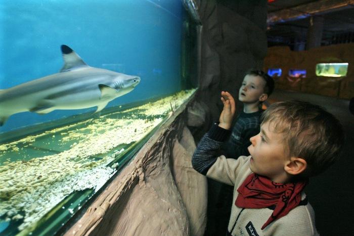 Oceanarium w centrum handlowym Blue City