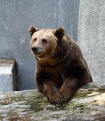 Opiekunowie podkreślają, że Grześ-Paddington jest niezwykle przyjaznym niedźwiedziem