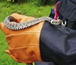Czasami strażnicy z Ekopatrolu muszą poskromić węża