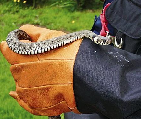 Czasami strażnicy z Ekopatrolu muszą poskromić węża