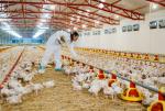Z farm drobiu w Polsce pochodzi co piąty kurczak sprzedawany w Unii Europejskiej. Od 2016 r. Polska jest numerem jeden pod względem produkcji w UE