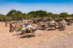 Karawana nomadów Peul (zwani też: Fulani) ze swoim dobytkiem w Sahelu w Nigrze, Afryka Zachodnia