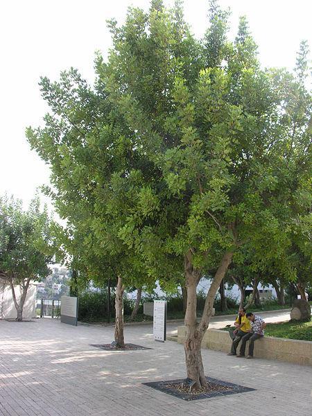 Drzewko Ireny Sendlerowej w Instytucie Yad Vashem