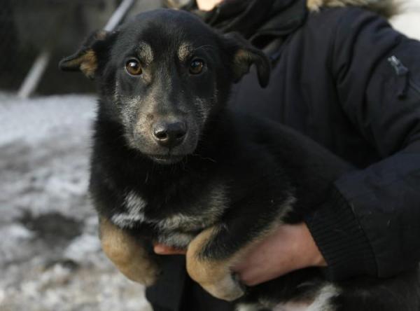 Kajtek - mały, czarny podpalany, błąkał się przy drodze w Warszawie, może być z innymi psami, grzeczny, ok. 1,5 roku, lubi się przytulać. (Schronisko w Falenicy)
