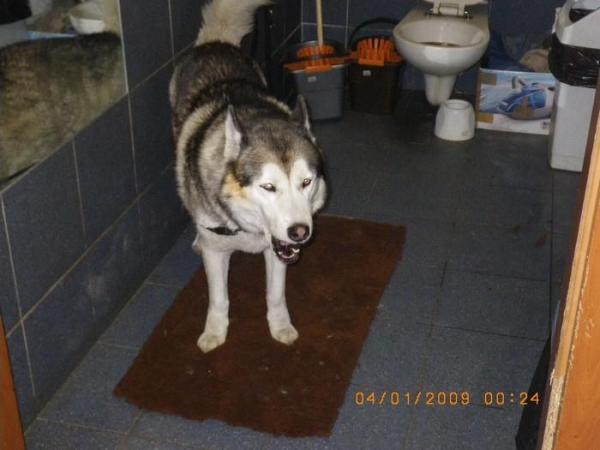 Alaskan malamute, beżowo-wilczasty z niebieskimi oczami, ok. 7 lat, samiec, znaleziony 3.01.09 przy ul. Przyjaźni
