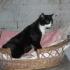Rumi: czarno - biała kotka w wieku ok. 3 lat. Jest bardzo towarzyska i spokojna. Azyl pod Psim Aniołem. Kontakt w sprawie adopcji: 501 258 303