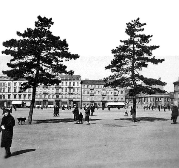 Stare sosny na placu Piłsudskiego. Nie pasowały do żadnej  koncepcji przestrzennej, ale były prawdziwe. Ich wycięcie wywołało liczne protesty  
